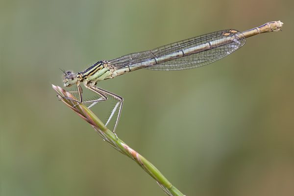 Blaue Federlibelle - Platycnemis pennipes - Weibchen
