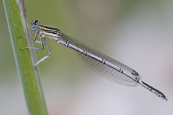 Blaue Federlibelle - Platycnemis pennipes - Maennchen