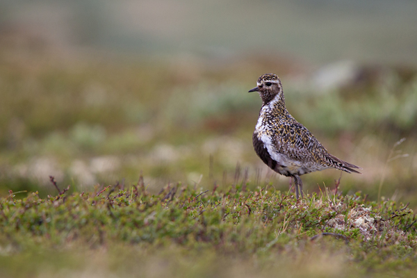 Goldregenpfeifer - Pluvialis apricaria, Regenpfeifer, Pluvialis, Regenpfeiferartige, Fjell, Norwegen, Dovrefjell, Vogel, Voegel