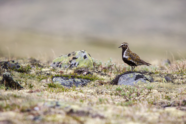 Goldregenpfeifer - Pluvialis apricaria, Regenpfeifer, Pluvialis, Regenpfeiferartige, Fjell, Norwegen, Dovrefjell, Vogel, Voegel