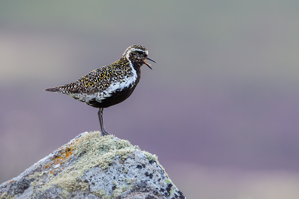 Goldregenpfeifer - Pluvialis apricaria, Regenpfeifer, Pluvialis, Regenpfeiferartige, Fjell, Norwegen, Dovrefjell, Vogel, Voegel