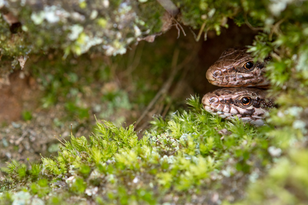 Mauereidechse - Podarcis muralis Eidechse Echse Sachsen Muldental Grimma 