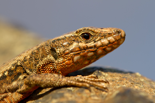 Mauereidechse - Podarcis muralis Eidechse Echse Sachsen Muldental Grimma 