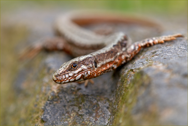 Mauereidechse - Podarcis muralis Eidechse Echse Sachsen Muldental Grimma 