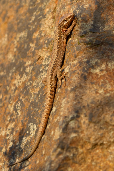 Mauereidechse - Podarcis muralis Eidechse Echse Sachsen Muldental Grimma 