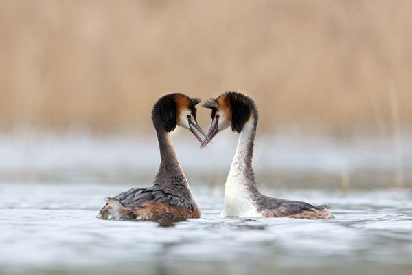 Haubentaucher - Podiceps cristatus Lappentaucher Voegel Sachsen Lappentaucherartige richter-naturfotografie.de Muldental Grimma Balz Haubentaucherbalz