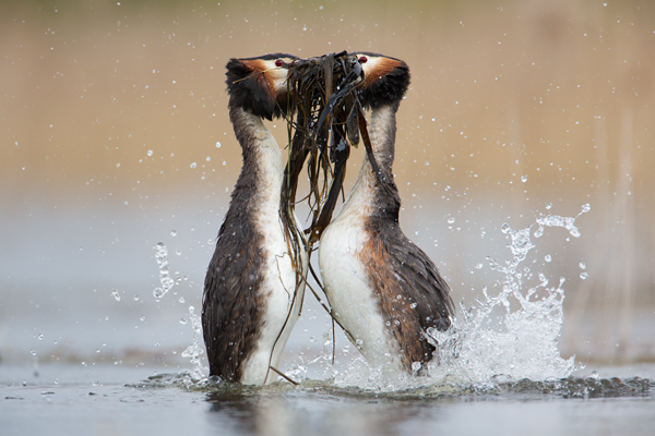 Haubentaucher - Podiceps cristatus Lappentaucher Voegel Sachsen Lappentaucherartige richter-naturfotografie.de Muldental Grimma Balz Haubentaucherbalz Kopula Kopula auf dem Nest Pinguintanz der Haubentaucher