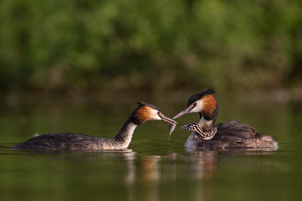 Haubentaucher - Podiceps cristatus Lappentaucher Voegel Sachsen Lappentaucherartige richter-naturfotografie.de Muldental Grimma Balz Haubentaucherbalz Kopula Kopula auf dem Nest Pinguintanz der Haubentaucher, Pullus, Pullin, Junge Haubentaucher auf Rücken