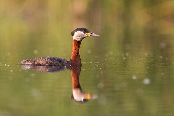 Rothalstaucher - Podiceps grisegena, Sachsen, Grimma, Muldental, Lappentaucher, Taucher, Podicipediformes, Podicipedidae, Podiceps, Lappentaucherartige, Brut, Jungvoegel, Ruecken