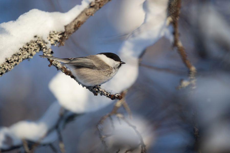 Weidenmeise - Parus montanus, Meise, Singvogel, Paridae, Poecile, Skandinavien