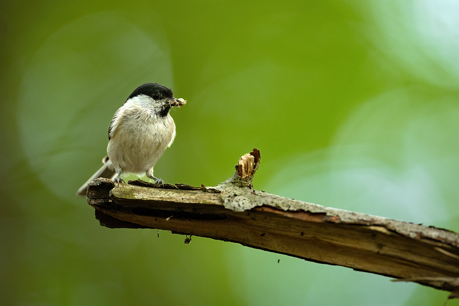 Sumpfmeise - Parus palustris, Muldental, Grimma, Richter Naturfotografie, Singvoegel