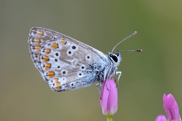 Hauhechelblaeuling - Polyommatus icarus