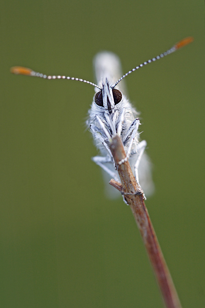 Hauhechelblaeuling - Polyommatus icarus