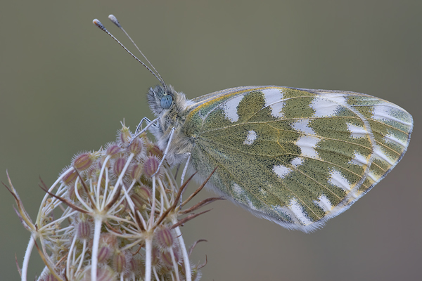 Reseda-Weißling - Pontia edusa