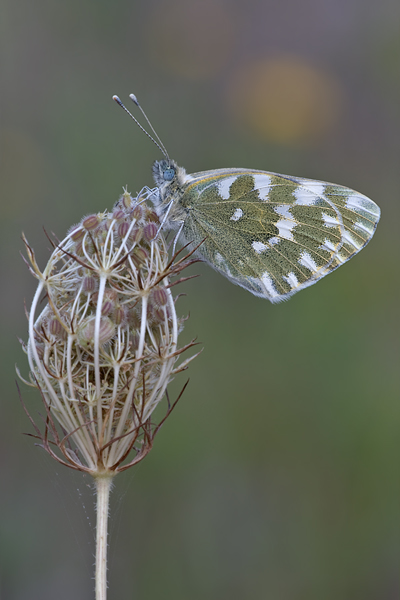 Reseda-Weißling - Pontia edusa