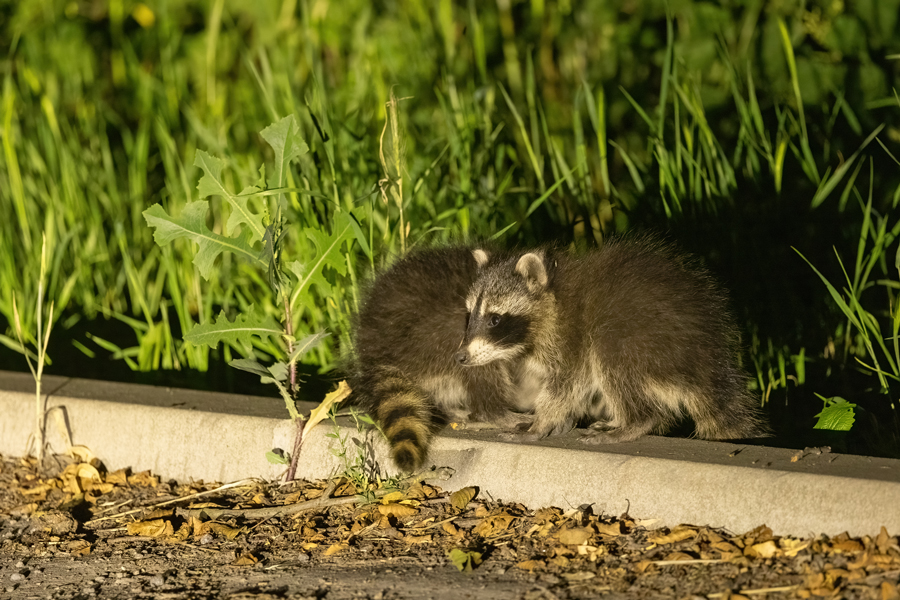 Waschbaer - Procyon lotor, Welpen, Welpe, Jungtier, Fähe