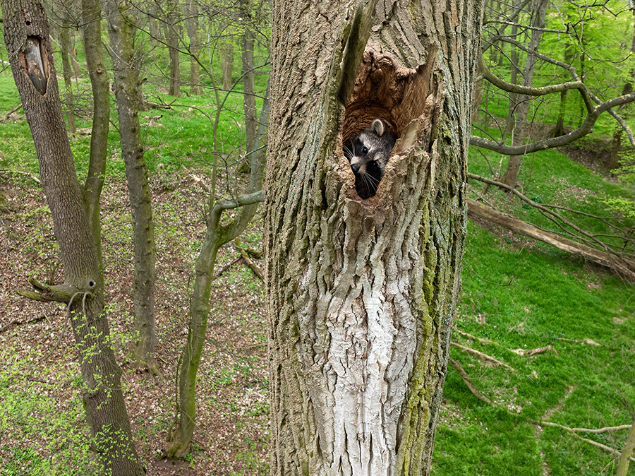 Waschbaer - Procyon lotor, Welpen, Welpe, Jungtier, Fähe, Waschbaer in Waldkauzhoehle, Waldkauzhöhle