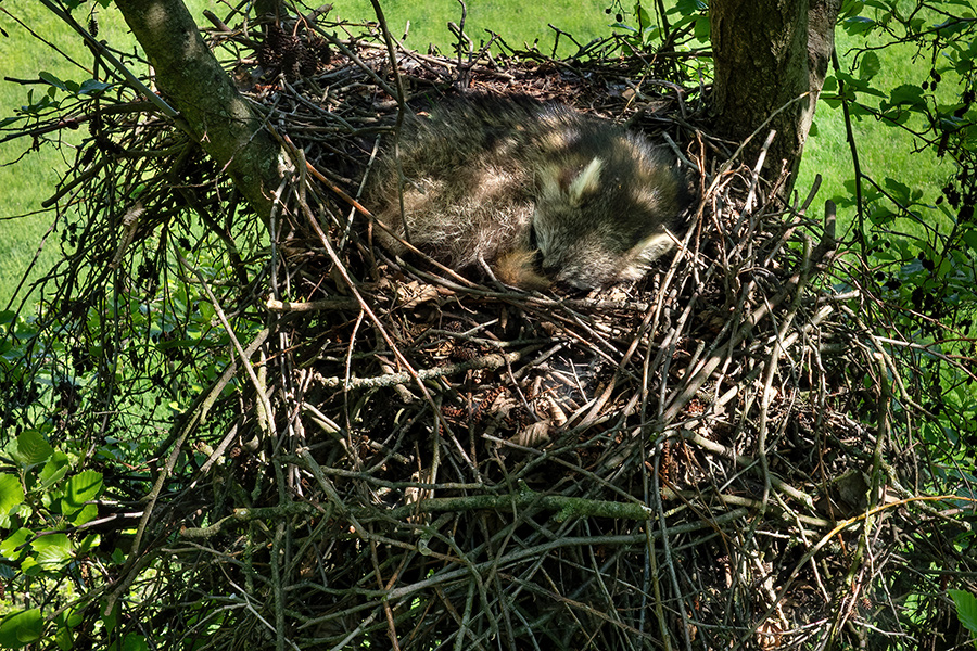Waschbaer - Procyon lotor, Welpen, Welpe, Jungtier, Fähe, Wachbaer in Horst, Greifvogelhorst