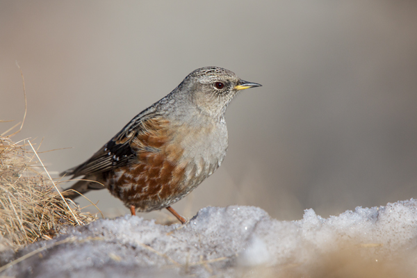 Alpenbraunelle - Prunella collaris, Singvoegel, Singvoegel, Braunellen, 