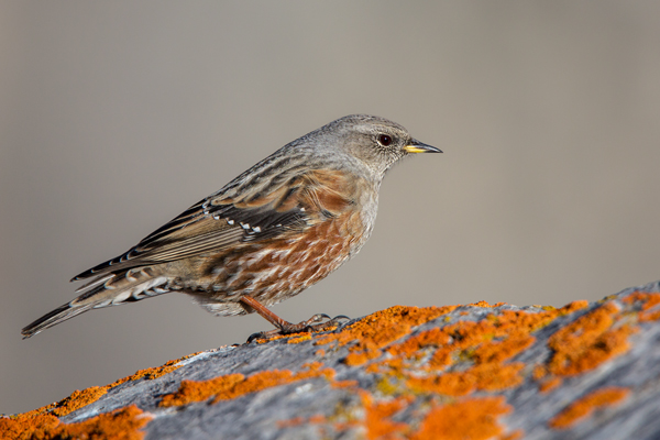 Alpenbraunelle - Prunella collaris, Singvoegel, Singvoegel, Braunellen, 