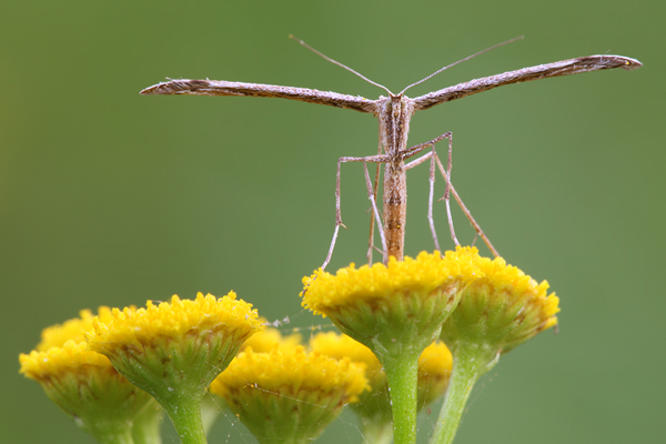 Federgeistchen - Pterophorus
