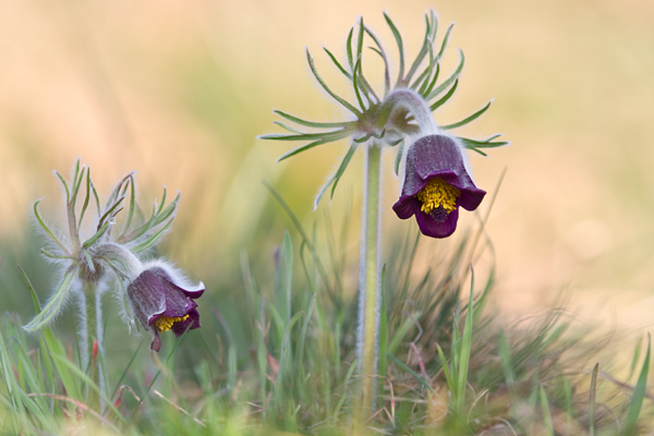 Wiesen - Kuhschelle - Pulsatilla pratensis Wiesen-Kuechenschelle Hahnenfußgewaechse Kuhschelle Sachsen-Anhalt