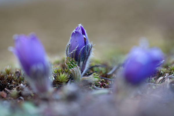 Gewoehnliche Kuhschelle - Pulsatilla vulgaris 