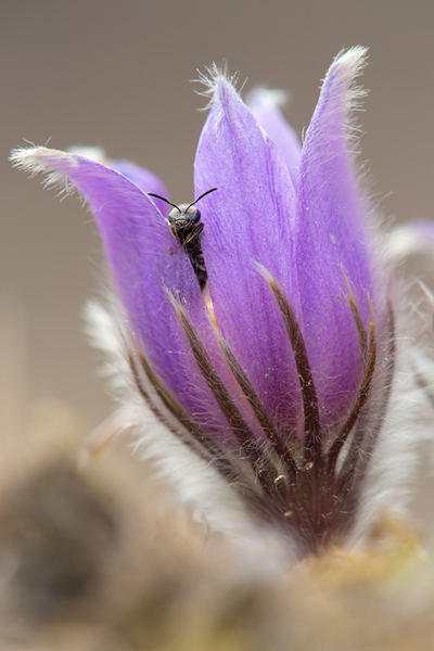 Gewöhnliche Kuhschelle - Pulsatilla vulgaris 