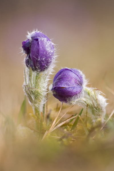 Gewoehnliche Kuhschelle - Pulsatilla vulgaris 