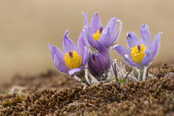 Gewoehnliche Kuhschelle - Pulsatilla vulgaris 