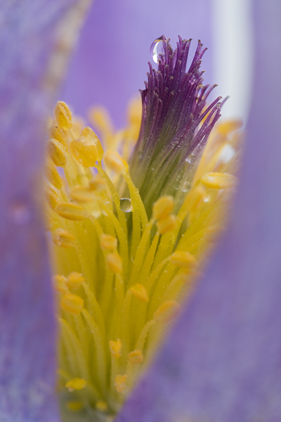 Gewoehnliche Kuhschelle - Pulsatilla vulgaris 