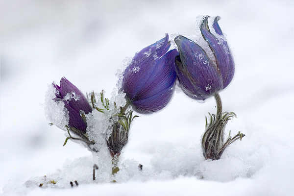 Gewoehnliche Kuhschelle - Pulsatilla vulgaris 