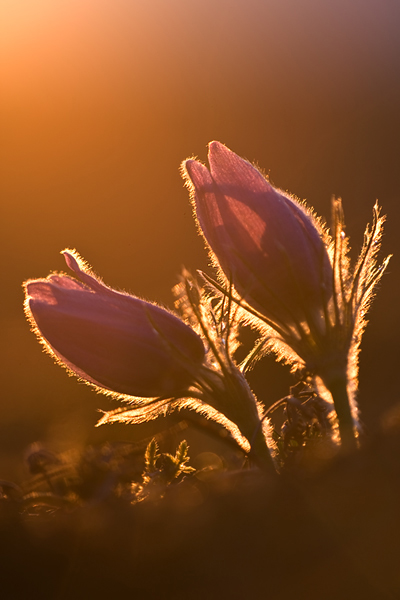 Gewoehnliche Kuhschelle - Pulsatilla vulgaris 