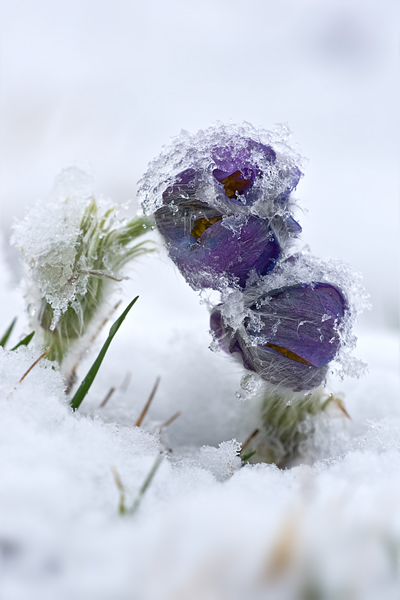 Gewoehnliche Kuhschelle - Pulsatilla vulgaris 