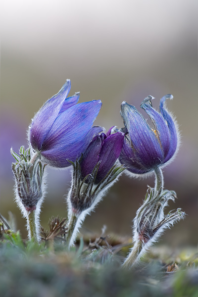 Gewoehnliche Kuhschelle - Pulsatilla vulgaris 