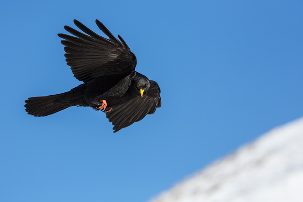 Alpendohle - Pyrrhocorax graculus, Singvogel, Singvoegel, Bergkraehen, Rabenvogel, Rabenvoegel, Corvidae, Pyrrhocorax