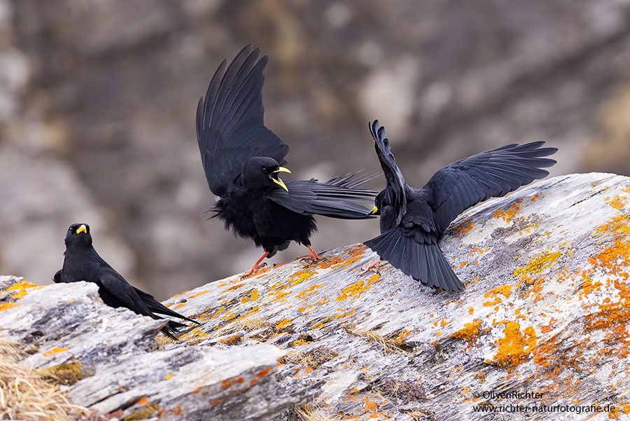 Alpendohle - Pyrrhocorax graculus, Singvogel, Singvoegel, Bergkraehen, Rabenvogel, Rabenvoegel, Corvidae, Pyrrhocorax