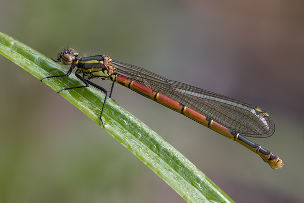 Fruehe Adonislibelle - Pyrrhosoma nymphula - Weibchen