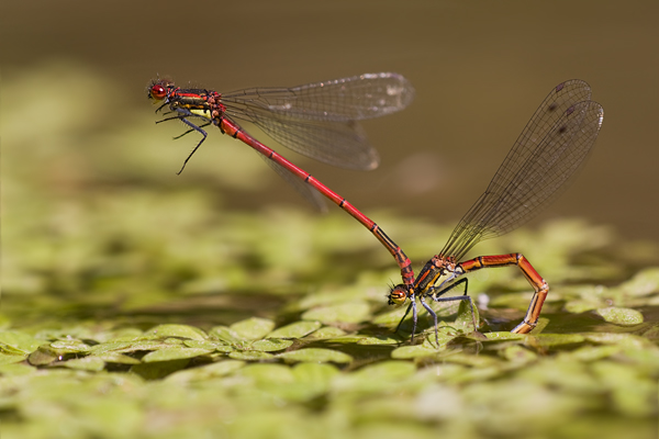 Fruehe Adonisjungfer - Pyrrhosoma nymphula - Eiablage