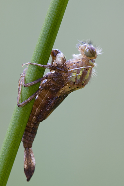 Fruehe Adonisjungfer - Pyrrhosoma nymphula
