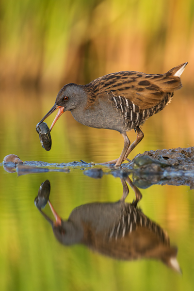 Wasserralle - Rallus aquaticus Pullus pullin Rallenvoegel Voegel Kranichvoegel Rallus Sachsen 