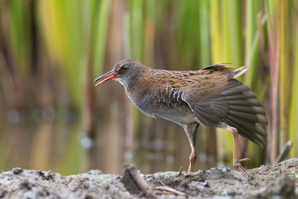 Wasserralle - Rallus aquaticus Pullus pullin Rallenvoegel Voegel Kranichvoegel Rallus Sachsen 