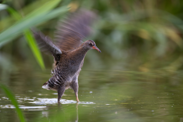 Wasserralle - Rallus aquaticus Pullus pullin Rallenvoegel Voegel Kranichvoegel Rallus Sachsen 