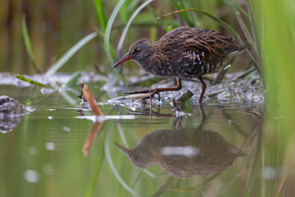 Wasserralle - Rallus aquaticus Pullus pullin Rallenvoegel Voegel Kranichvoegel Rallus Sachsen 