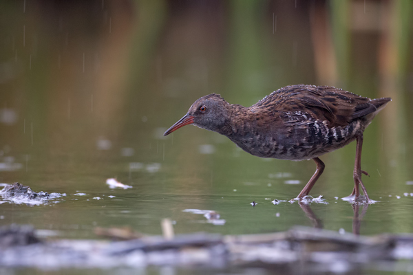 Wasserralle - Rallus aquaticus Pullus pullin Rallenvoegel Voegel Kranichvoegel Rallus Sachsen 