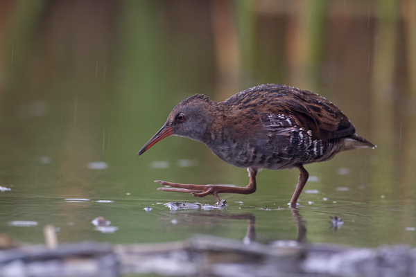 Wasserralle - Rallus aquaticus Pullus pullin Rallenvoegel Voegel Kranichvoegel Rallus Sachsen 