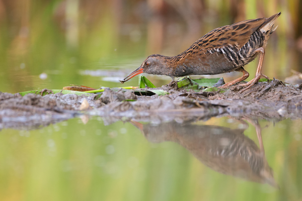 Wasserralle - Rallus aquaticus Pullus pullin Rallenvoegel Voegel Kranichvoegel Rallus Sachsen 