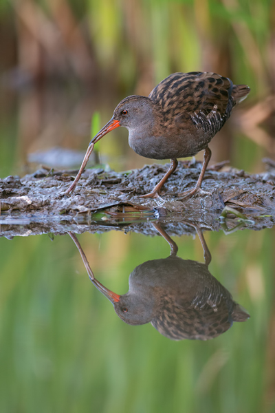 Wasserralle - Rallus aquaticus Pullus pullin Rallenvoegel Voegel Kranichvoegel Rallus Sachsen 