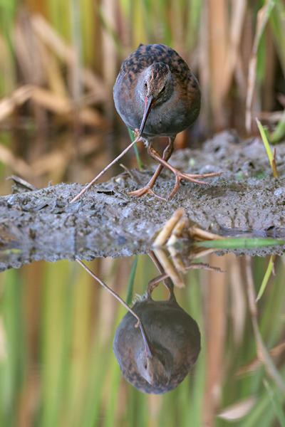Wasserralle - Rallus aquaticus Pullus pullin Rallenvoegel Voegel Kranichvoegel Rallus Sachsen 