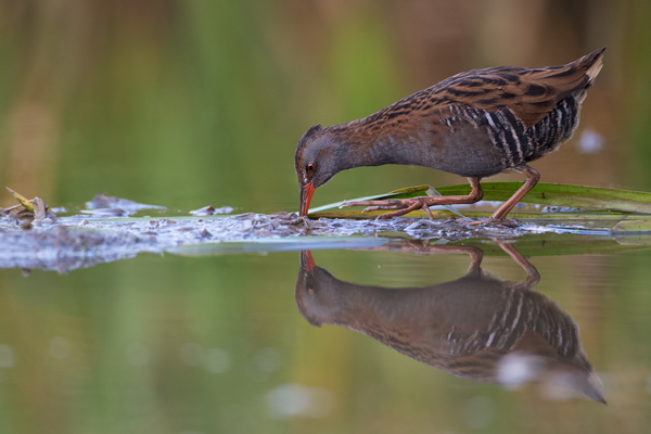 Wasserralle - Rallus aquaticus Pullus pullin Rallenvoegel Voegel Kranichvoegel Rallus Sachsen 